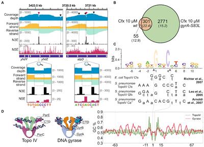 Single-nucleotide resolution detection of Topo IV cleavage activity in the Escherichia coli genome with Topo-Seq